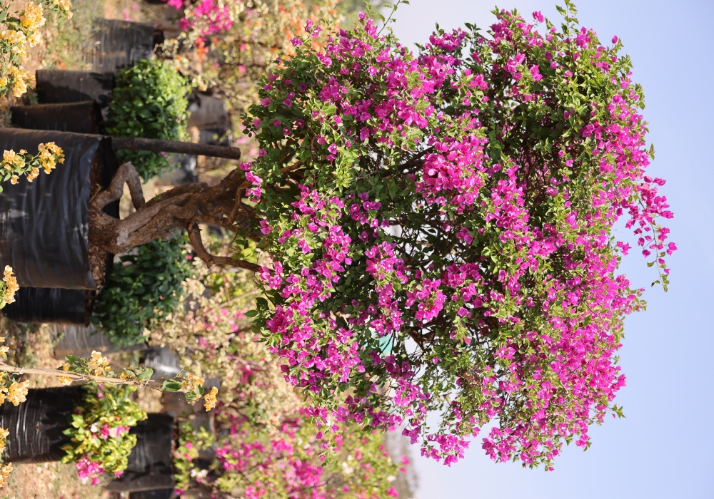 Bougainvillea