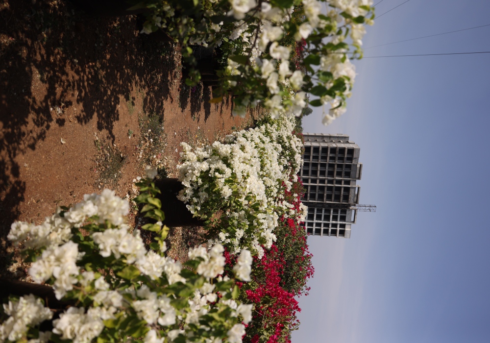Bougainvillea