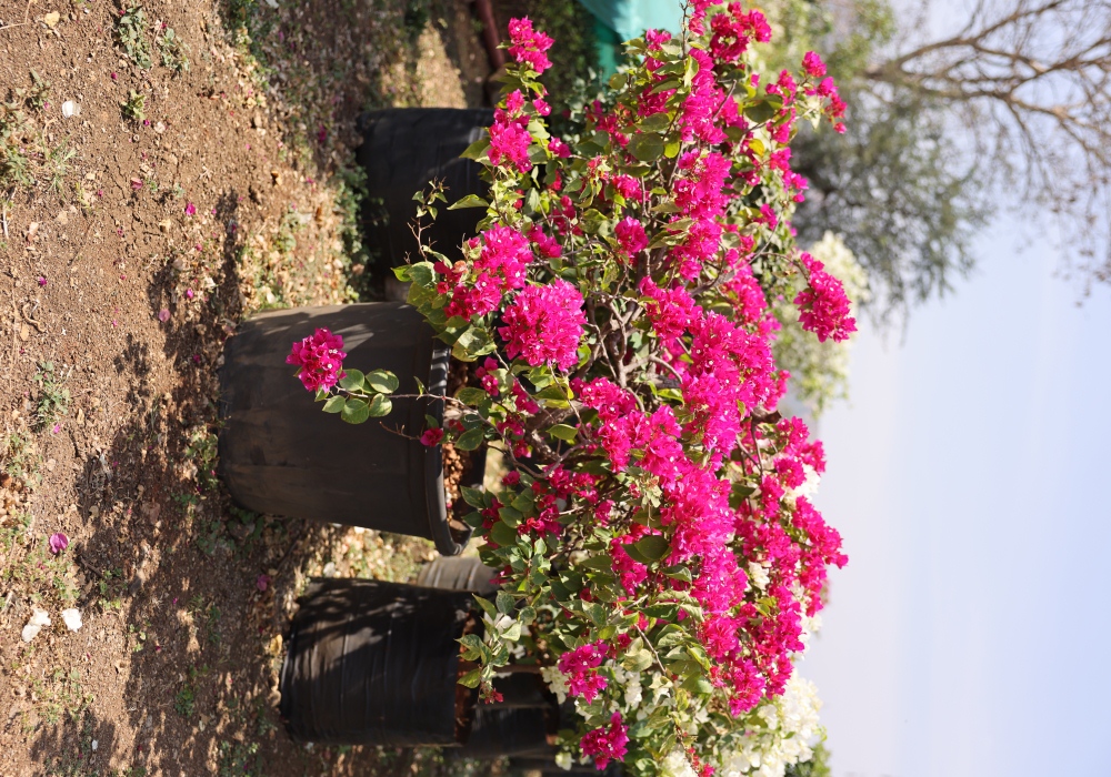 Bougainvillea