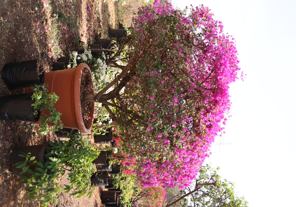 Bougainvillea