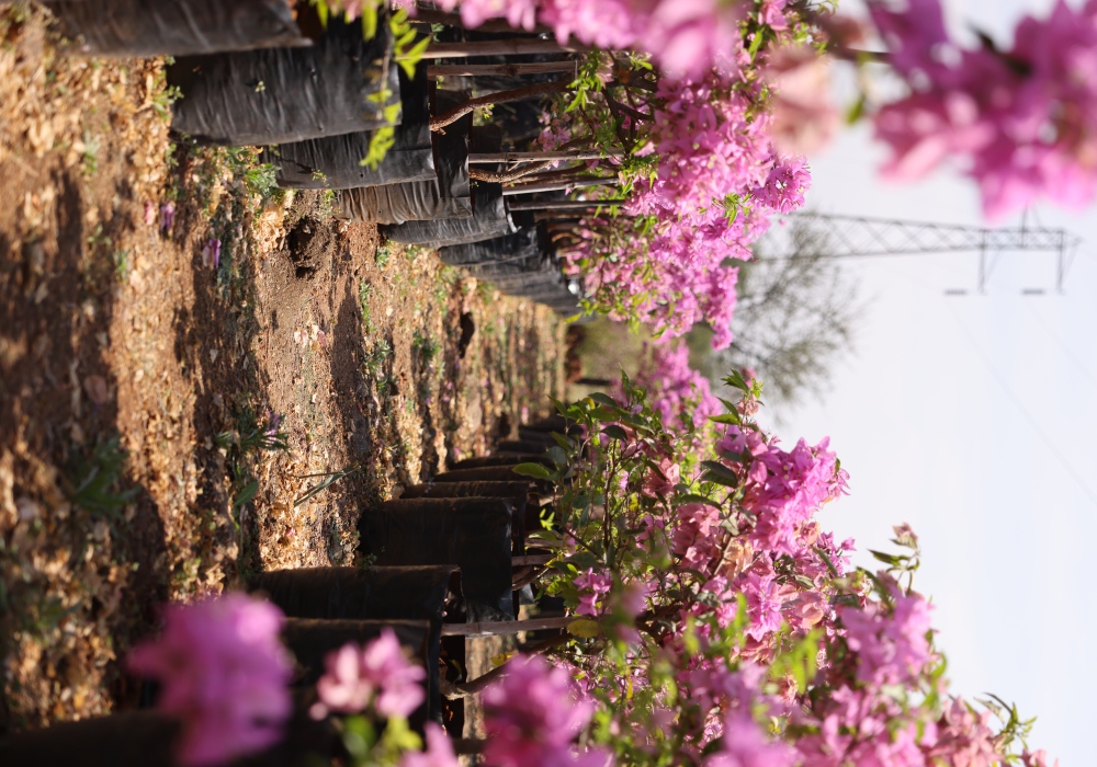 Bougainvillea