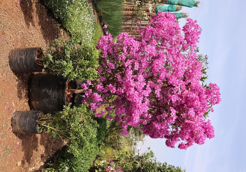 Bougainvillea