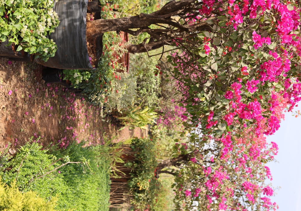 Bougainvillea