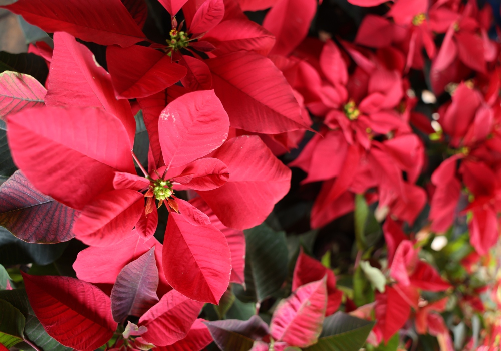 Bougainvillea