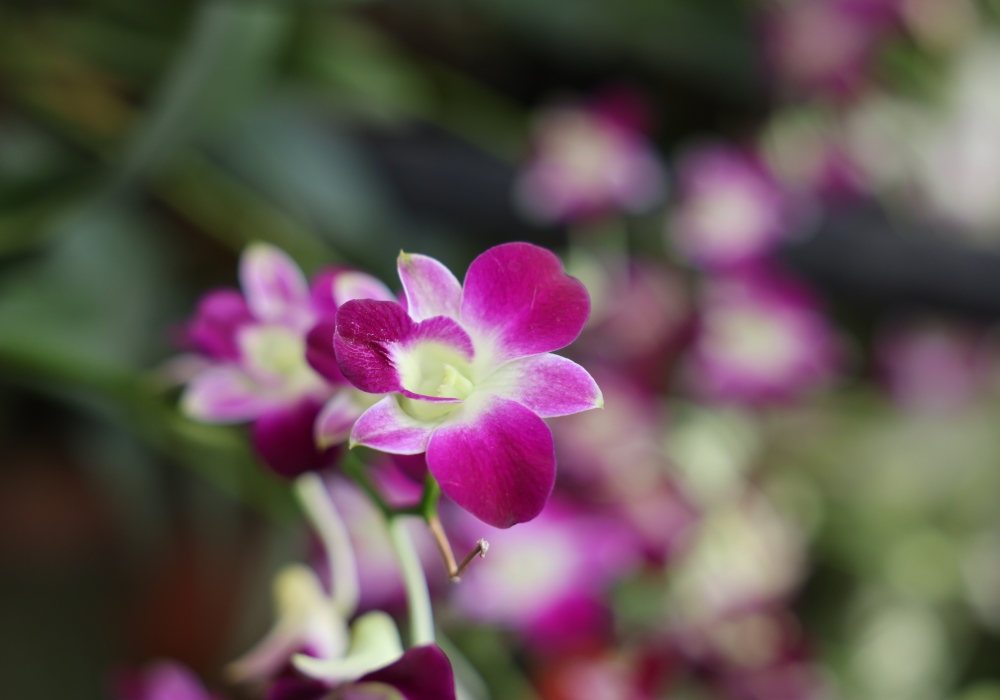 Bougainvillea