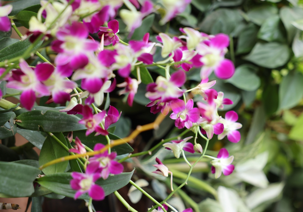 Bougainvillea