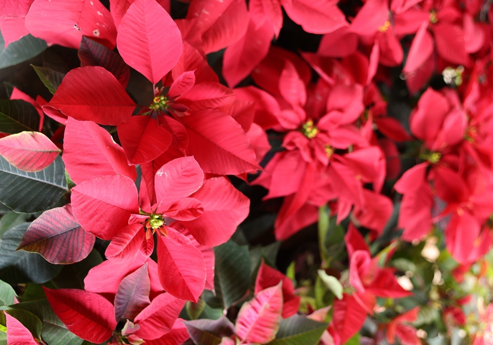Bougainvillea