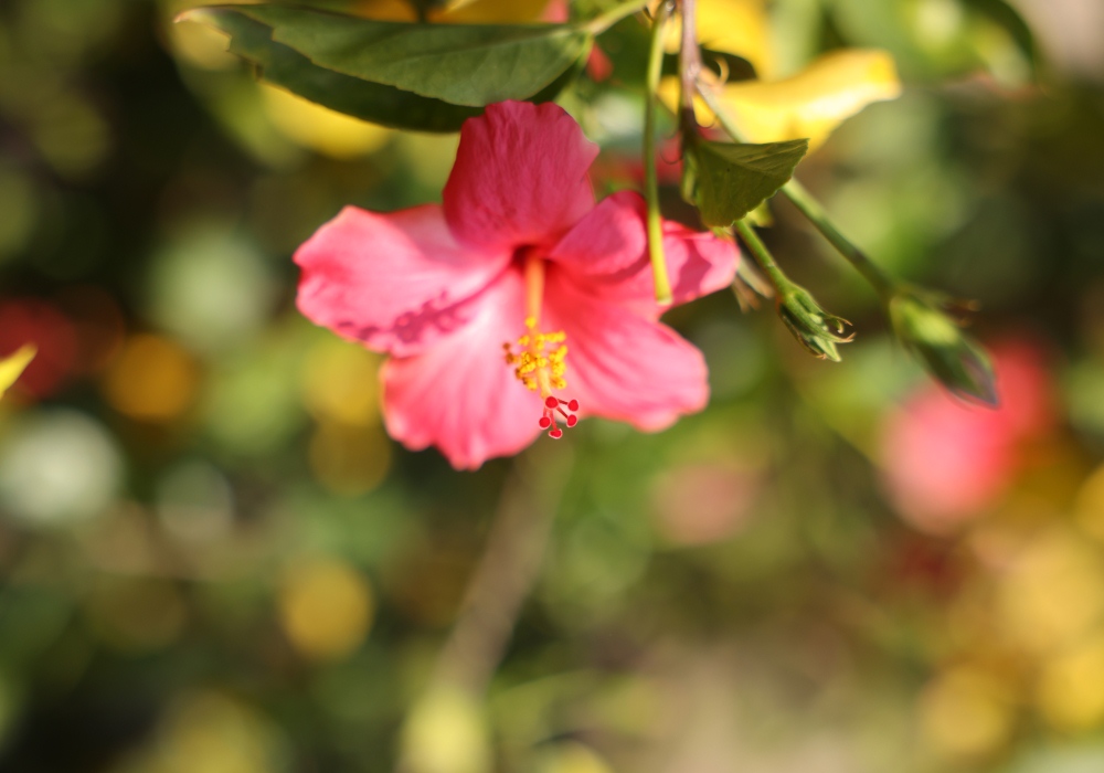 Bougainvillea