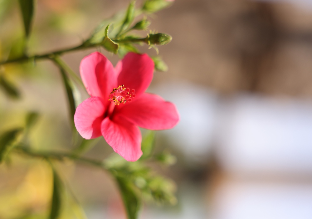 Bougainvillea