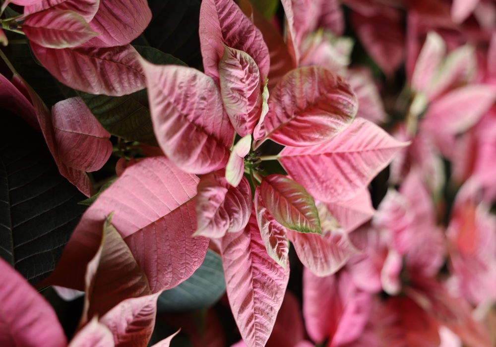 Bougainvillea