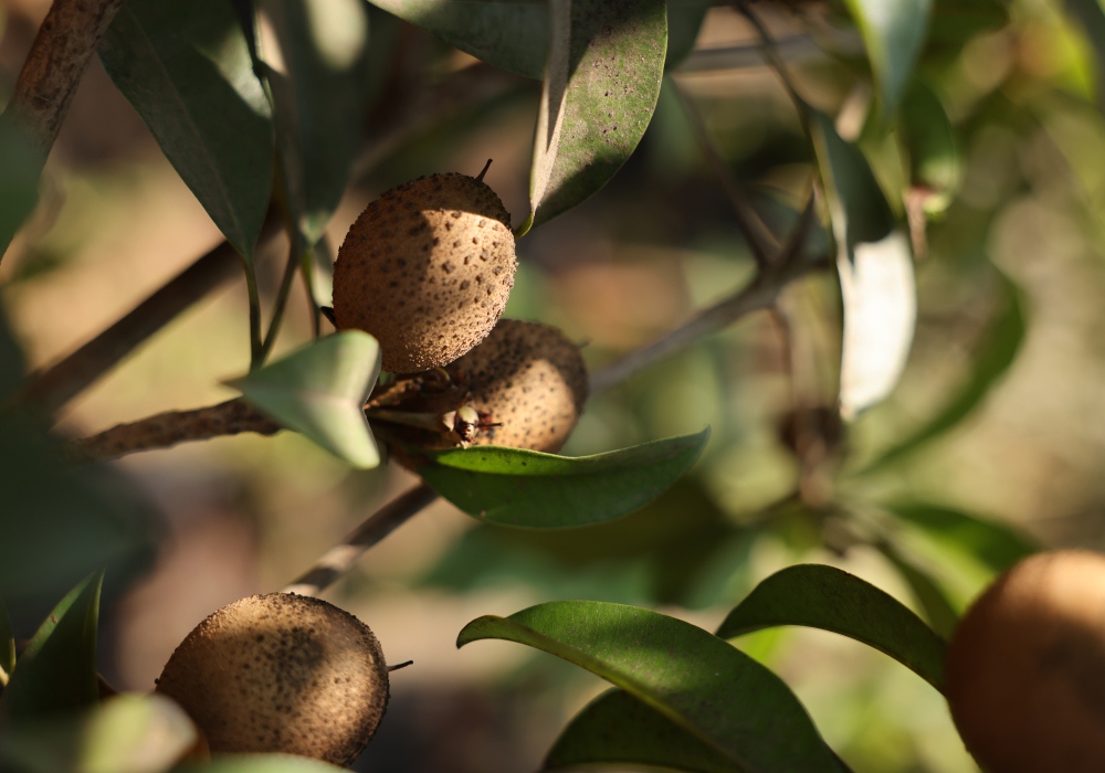 Fruit