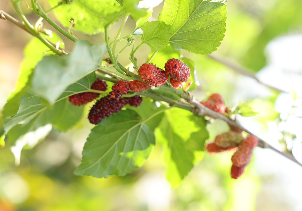 Fruit