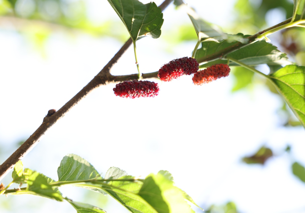 Fruit