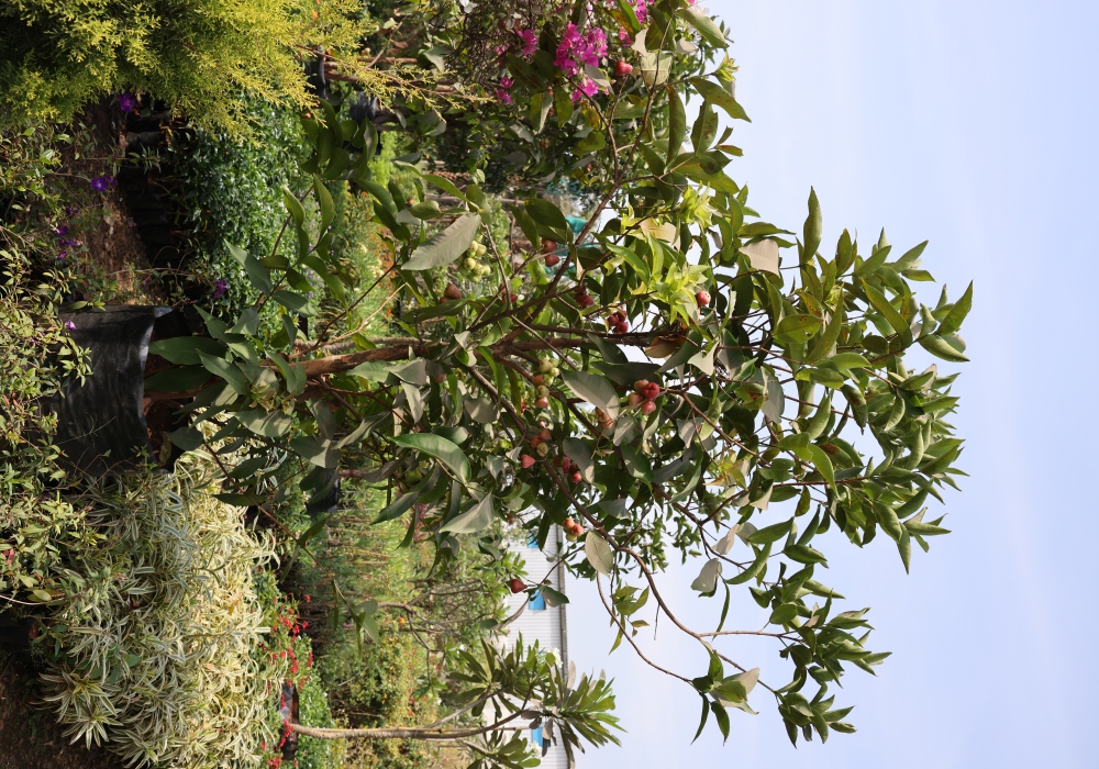 Fruit