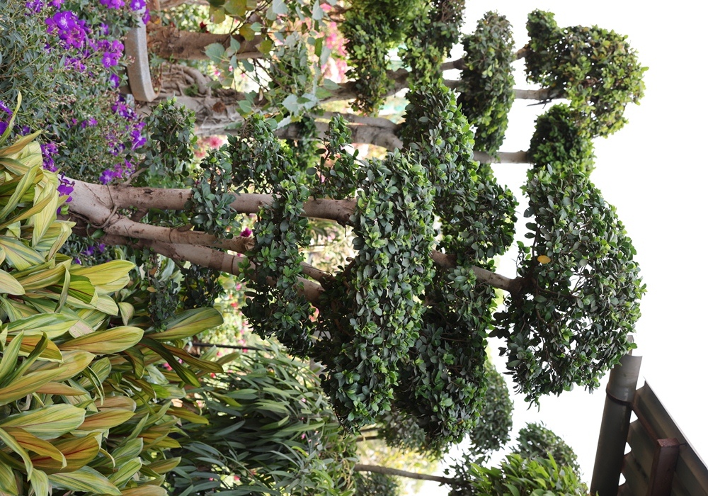 Bougainvillea