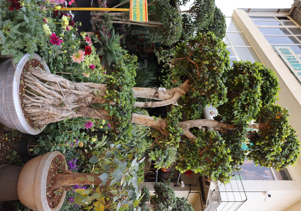 Bougainvillea