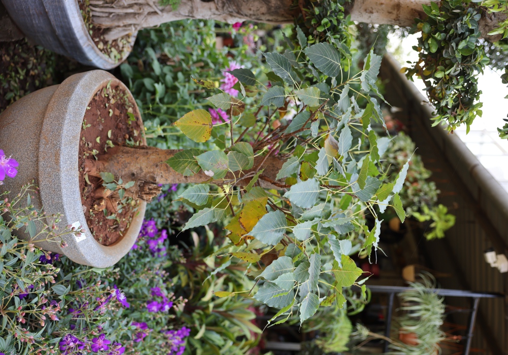 Bougainvillea
